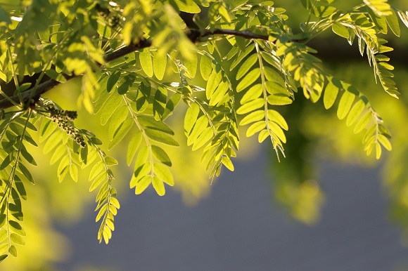 blog-image