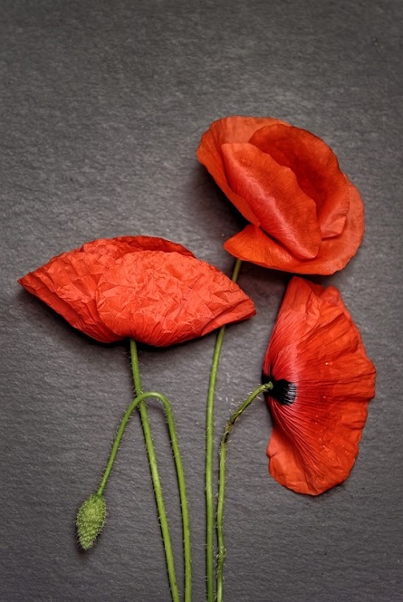 blog-image