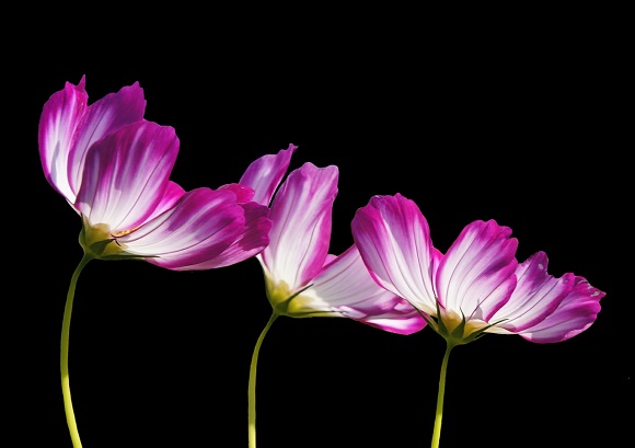 blog-image